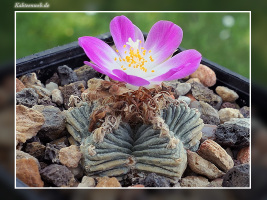 Aztekium valdezii