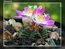 Aztekium valdezii