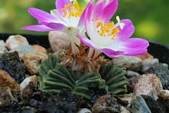 Aztekium valdezii