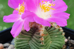 Aztekium valdezii