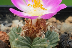 Aztekium valdezii