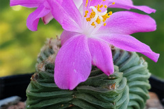 Aztekium valdezii