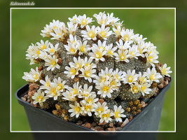 Blossfeldia liliputana