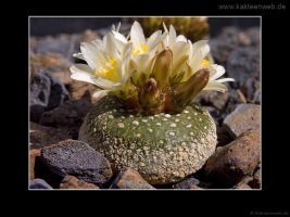 Blossfeldia liliputana