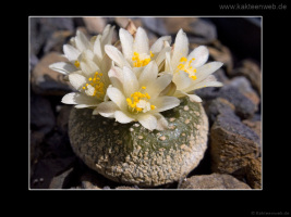 Blossfeldia liliputana