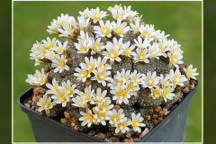 Blossfeldia liliputana