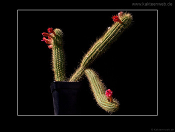 Borzicactus samaipatanus