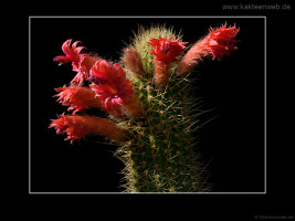 Borzicactus samaipatanus