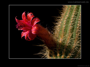 Borzicactus samaipatanus