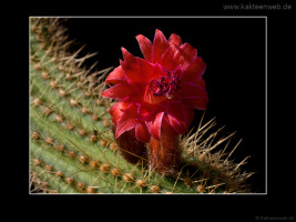 Borzicactus samaipatanus