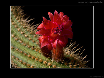 Borzicactus samaipatanus