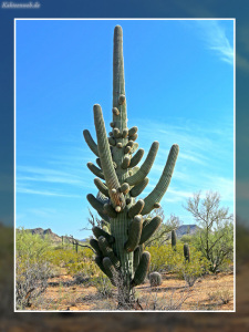 Carnegiea gigantea Carnegiea gigantea
