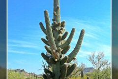 Carnegiea gigantea