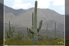 Carnegiea gigantea