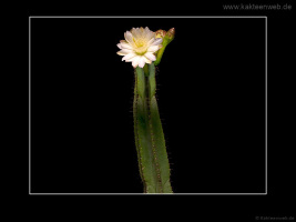 Cereus hildmannianus ssp. uruguayanus