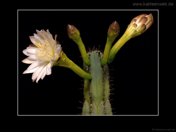 Cereus hildmannianus ssp. uruguayanus