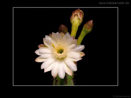 Cereus hildmannianus ssp. uruguayanus