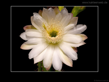 Cereus hildmannianus ssp. uruguayanus
