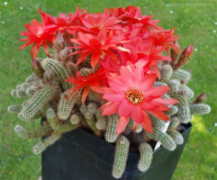 Chamaecereus silvestrii
