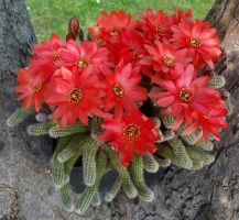 Chamaecereus silvestrii
