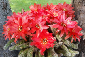 Chamaecereus silvestrii