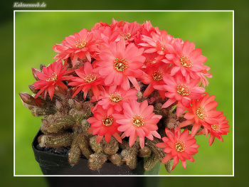 Chamaecereus silvestrii