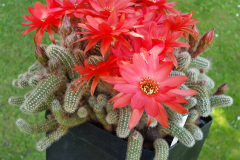 Chamaecereus silvestrii