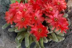 Chamaecereus silvestrii