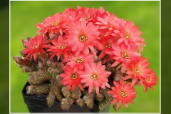 Chamaecereus silvestrii