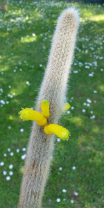 Cleistocactus ritteri