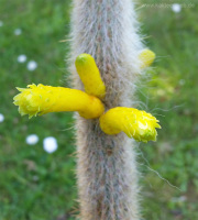 Cleistocactus ritteri