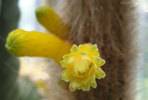 Cleistocactus ritteri