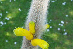 Cleistocactus ritteri
