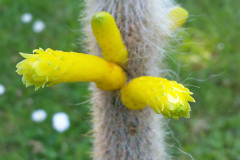 Cleistocactus ritteri