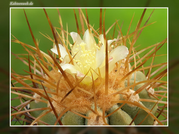 Copiapoa haseltoniana FK 33