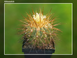 Copiapoa haseltoniana FK 33