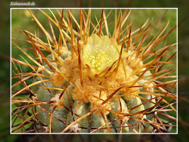 Copiapoa haseltoniana FK 33