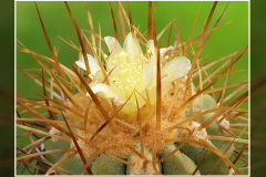 Copiapoa haseltoniana FK 33