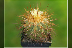 Copiapoa haseltoniana FK 33