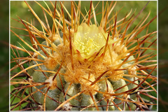 Copiapoa haseltoniana FK 33