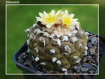 Copiapoa hypogaea var. barquitensis