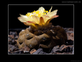 Copiapoa hypogaea var. barquitensis
