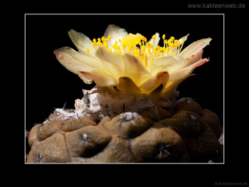 Copiapoa hypogaea var. barquitensis