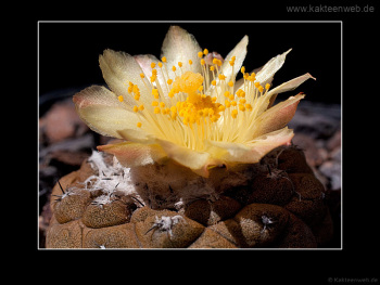 Copiapoa hypogaea var. barquitensis
