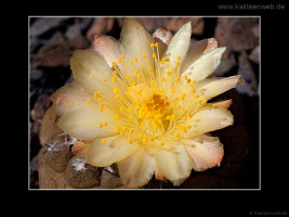 Copiapoa hypogaea var. barquitensis
