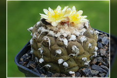 Copiapoa hypogaea var. barquitensis