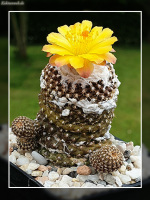 Copiapoa laui fma. FK 1055