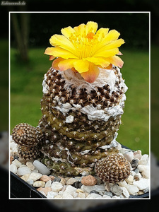 Copiapoa laui fma. FK 1055