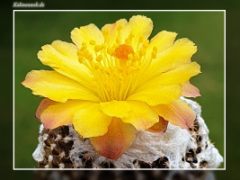 Copiapoa laui fma. FK 1055