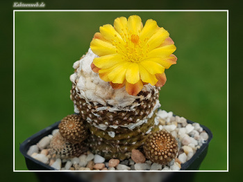 Copiapoa laui fma. FK 1055